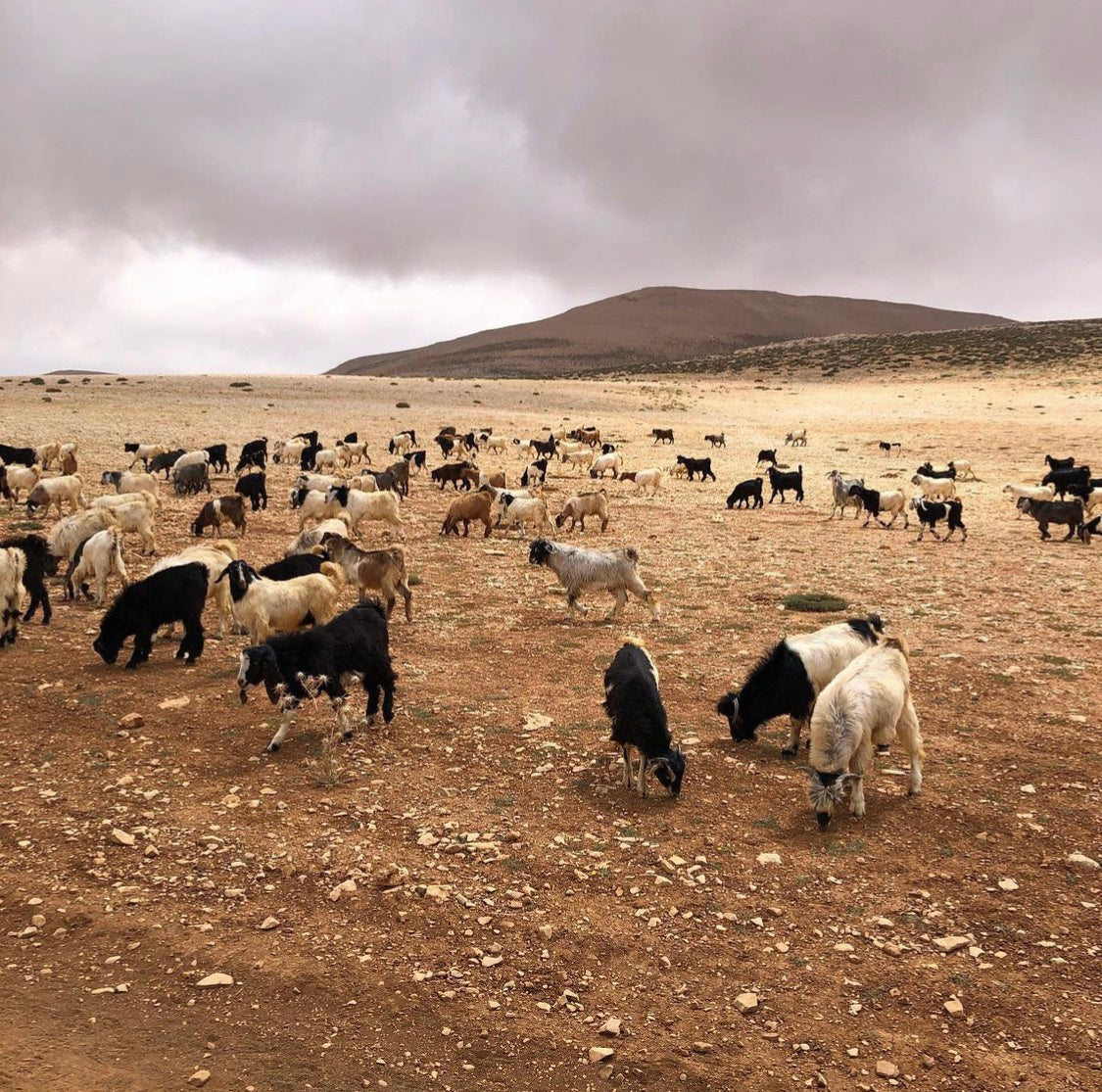 From Beirut: Full-Day Private Trip to Qurnat As Sawda
