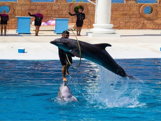 Alanya Dolphin Show: A Delight for All Ages