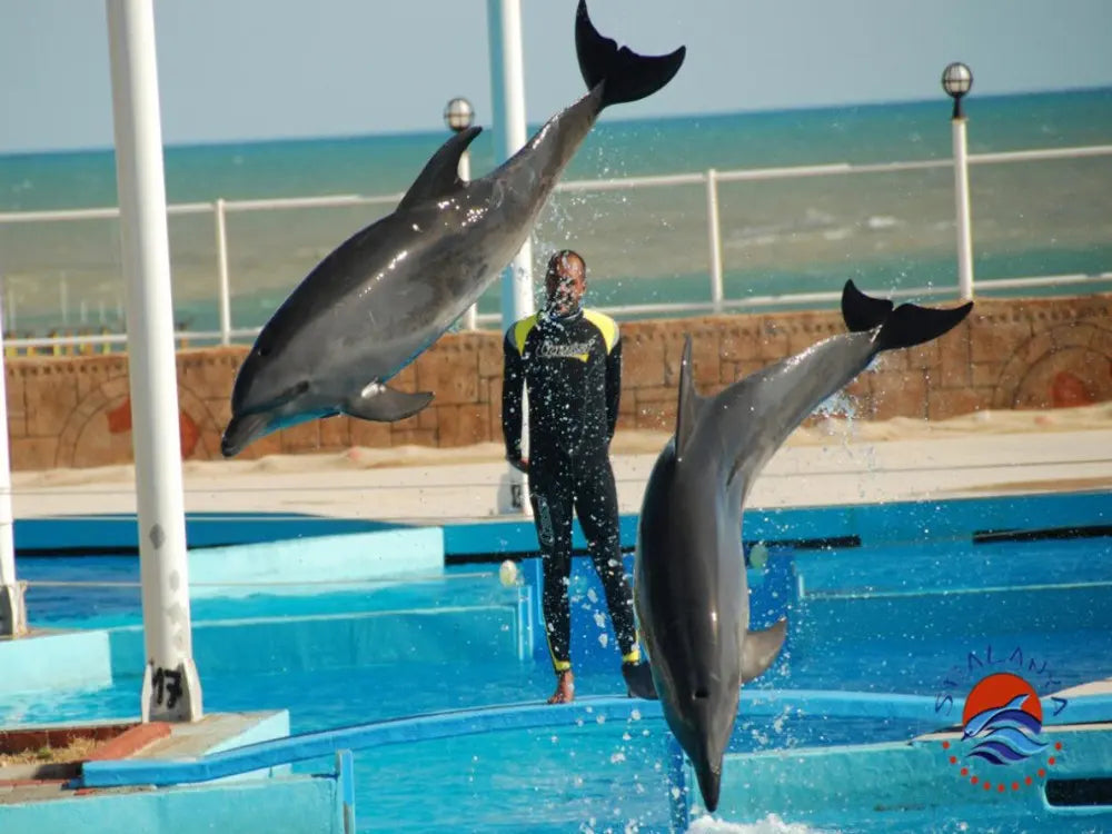 Alanya Dolphin Show: A Delight for All Ages