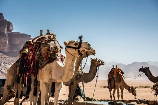 Discover Petra on a Day Trip by Ferry