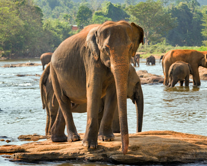Sri Lanka Visa
