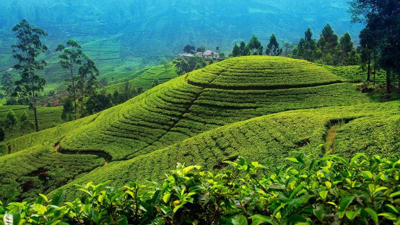 Day 2 – Negombo to Nuwara Eliya | Into the Misty Hills