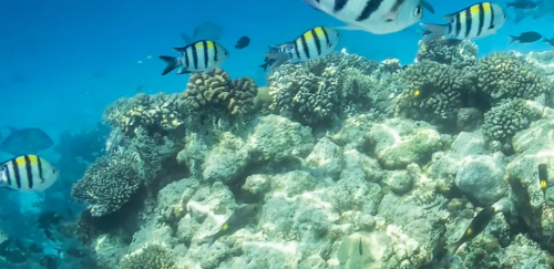 White Island & Ras Mohamed Cruise Adventure
