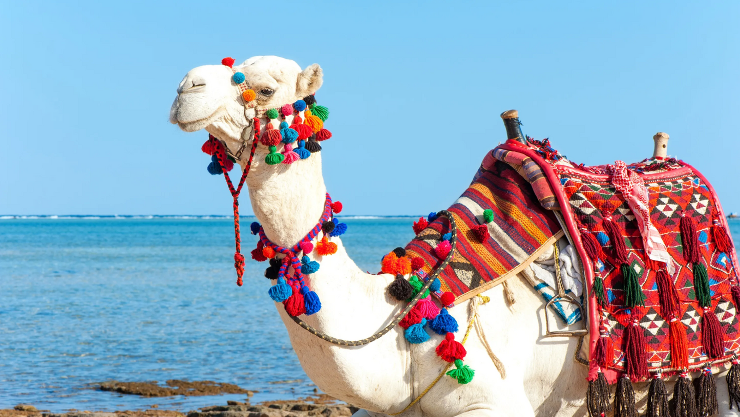 Colored Canyon, Blue Hole & Dahab Day Trip