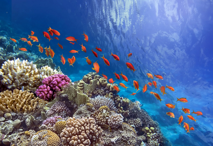 Colored Canyon, Blue Hole & Dahab Day Trip