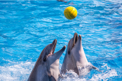 Dolphin Show & Optional Swimming With Dolphins