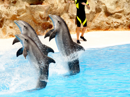 Dolphin Show & Optional Swimming With Dolphins