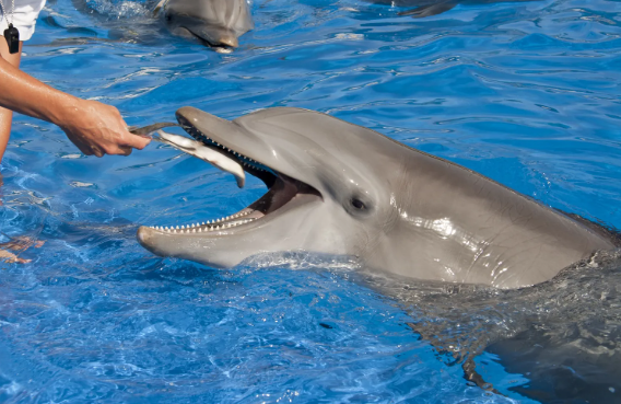 Dolphin Show & Optional Swimming With Dolphins