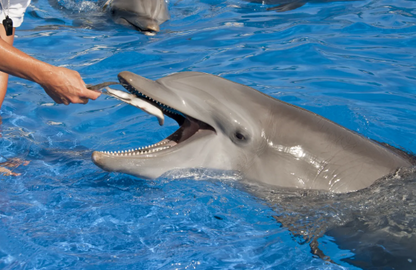 Dolphin Show & Optional Swimming With Dolphins