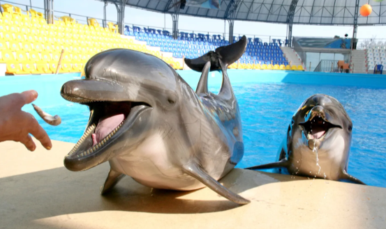 Dolphin Show & Optional Swimming With Dolphins