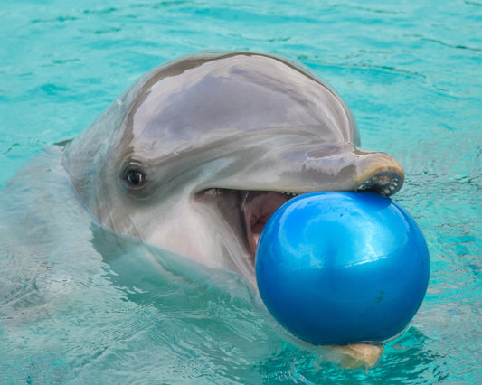 Dolphin Show & Optional Swimming With Dolphins