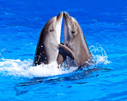 Dolphin Show & Optional Swimming With Dolphins