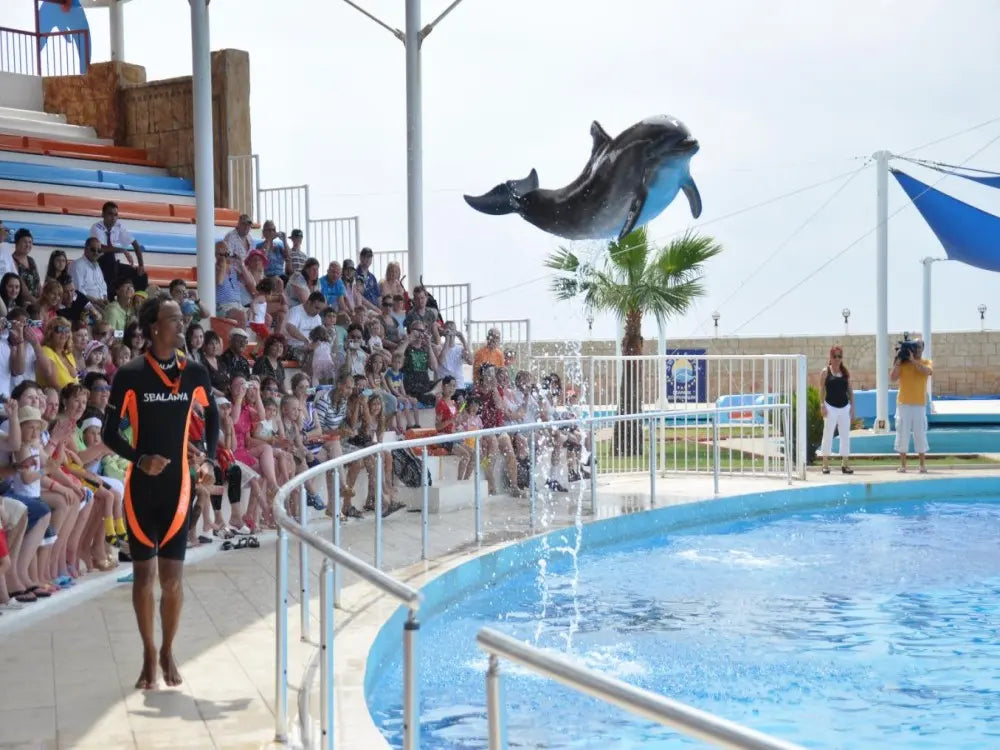 Alanya Dolphin Show: A Delight for All Ages