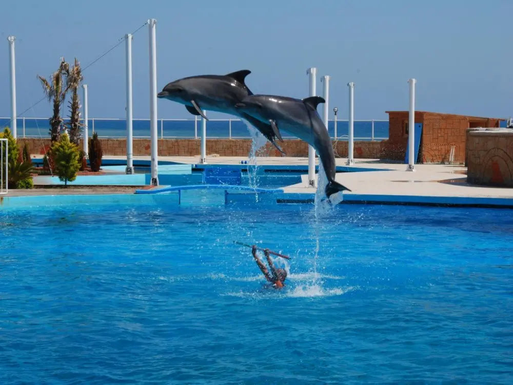 Alanya Dolphin Show: A Delight for All Ages