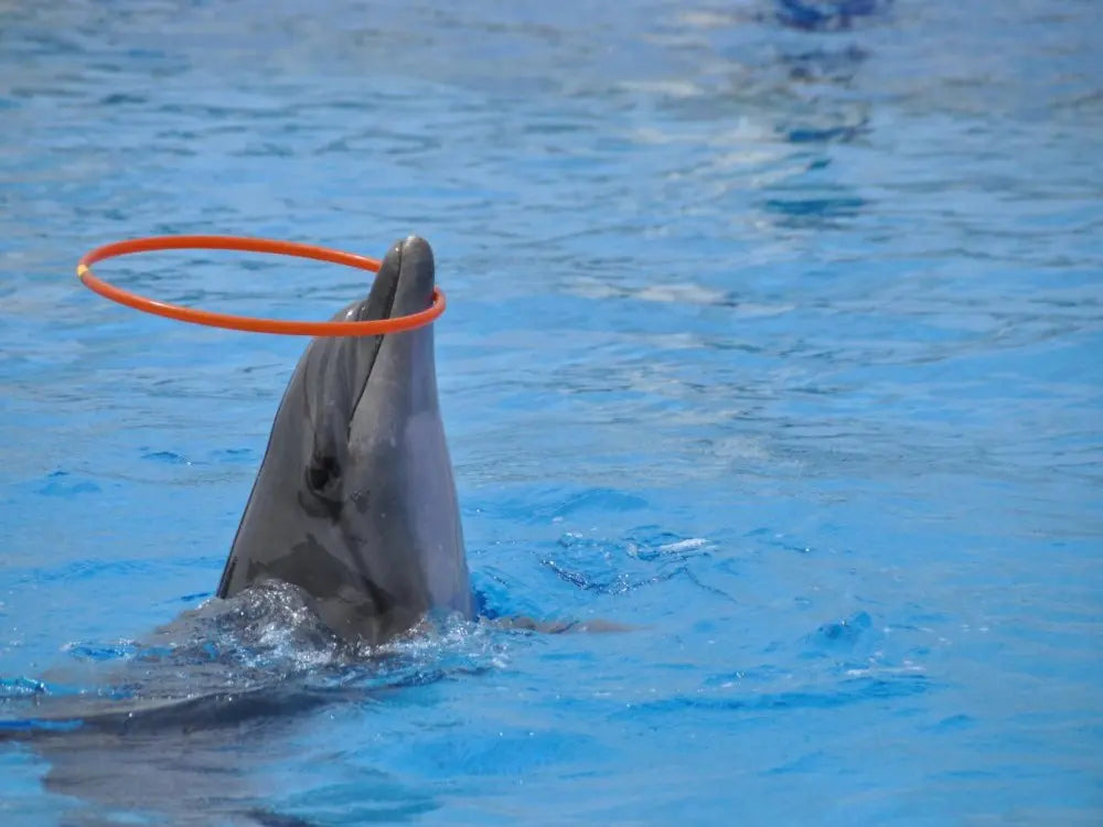Alanya Dolphin Show: A Delight for All Ages