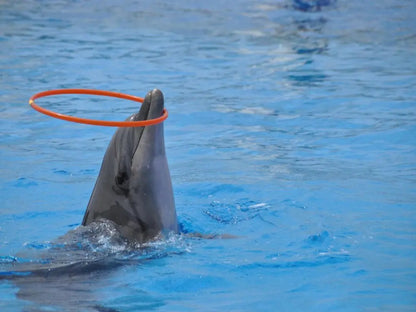 Alanya Dolphin Show: A Delight for All Ages
