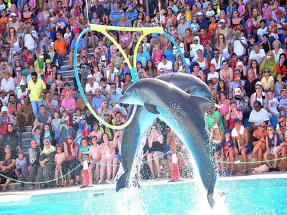 Alanya Dolphin Show: A Delight for All Ages