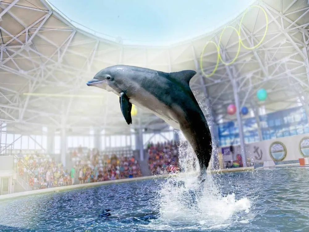 Dolphin Show with Hotel Transfer