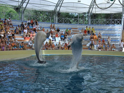 Dolphin Show with Hotel Transfer