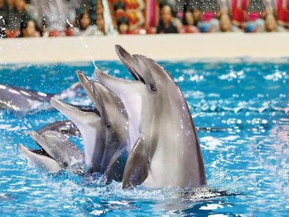 Dolphin Show with Hotel Transfer