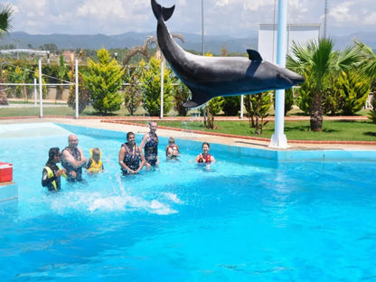Dolphin Show with Hotel Transfer