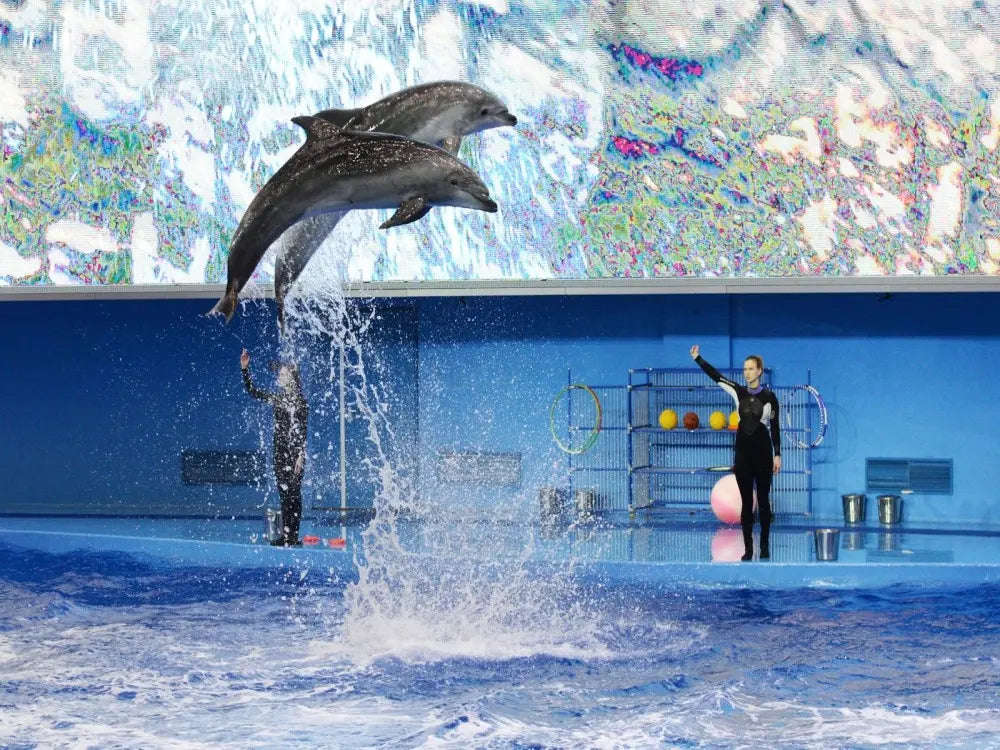 Dolphin Show with Hotel Transfer