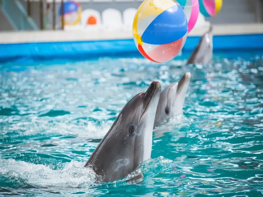 Dolphin Show with Hotel Transfer