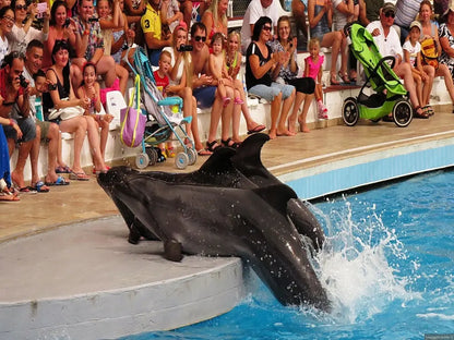 Dolphin Show with Hotel Transfer