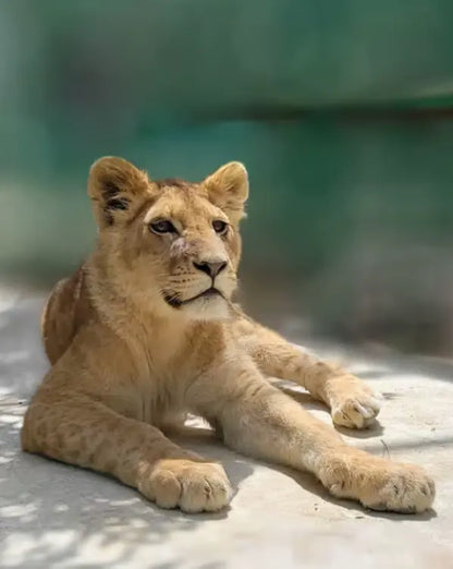 Antalya Lion Safari & Green Canyon Tour with Lunch