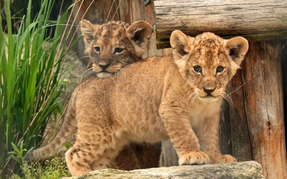 Antalya Lion Safari & Green Canyon Tour with Lunch