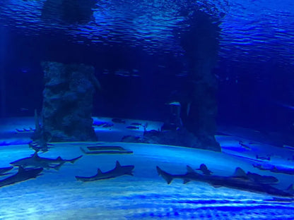 Aquarium & Face2Face Wax Museum from Antalya