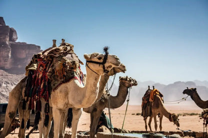 Discover Petra on a Day Trip by Ferry