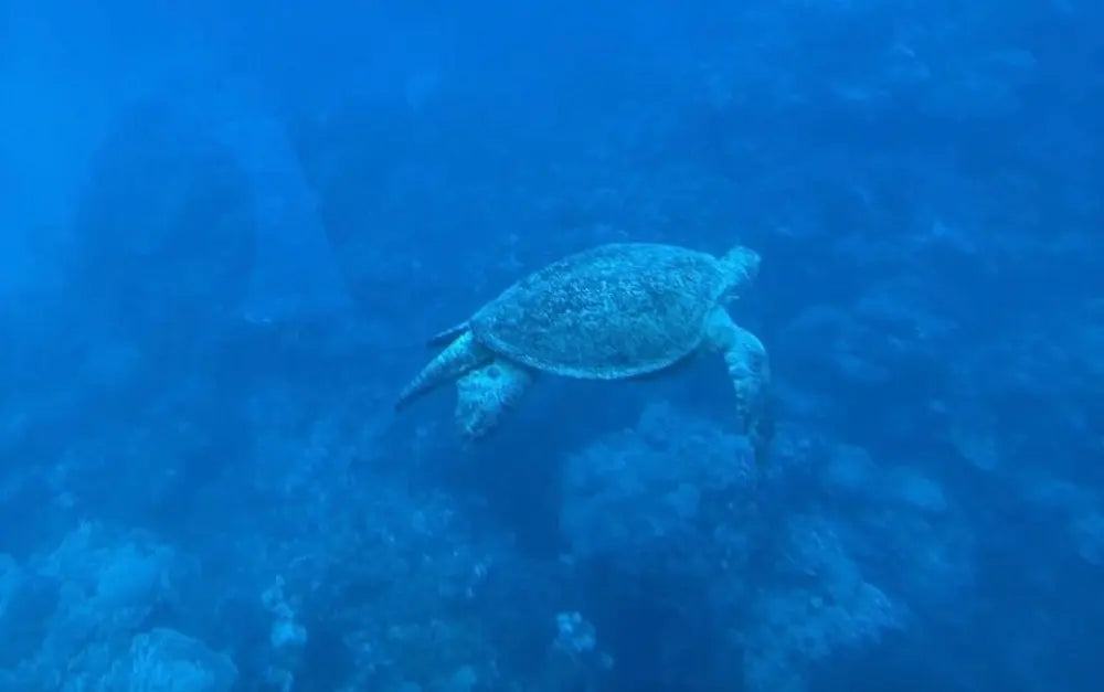 Seascope Submarine Cruise