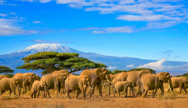Tanzania & Zanzibar Packages